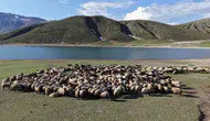 Göçer aileler zorlu yaz yolculuğunu Bitlis yaylalarında tamamladı