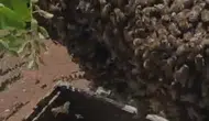 Elazığ’da bir kovan arı ağaca yerleşti