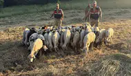 Tunceli’de kayıp sürüyü jandarma dron ile buldu