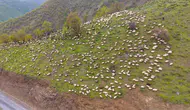 Muşlu besicilerin zorlu yayla mesaisi başladı