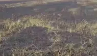 Siverek’te elektrik trafosundan çıkan yangın 200 dönümü küle çevirdi