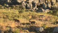 Harput'un tarihi yamaçlarında nadir görülen misafirler