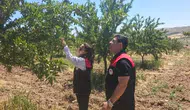 Ağın’da badem üreticisi için kritik tarım kontrolleri başladı