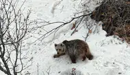Tunceli'de dronu fark eden ayının şaşkınlığı kameraya yansıdı