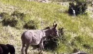 Palu’da kaybolan eşek dron sesiyle sürüsüne döndü
