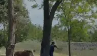 Elazığ sokaklarında dana kovalamacası