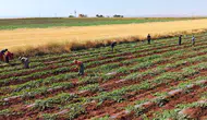 Diyarbakır karpuzu doludan yara aldı hasat gecikmeli başlıyor