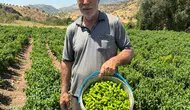 Çermik biberi tezgaha indi fiyatıyla şaşırttı