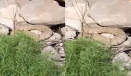Hakkari dağlarında zehirli engerek paniği