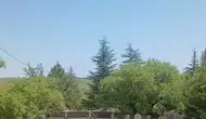 Harput'ta sıra dışı misafirler mezarlıklarda ortaya çıktı