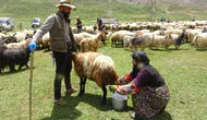 Yüksekova'nın kadınları yaylalarda süt mesaisine başladı