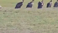 Van Özalp'te onlarca kızıl akbaba şaşkınlığı