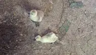 Elazığ’da kümese giren yılan beş kaz yavrusunu yedi