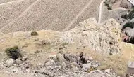 Keban yamaçlarında dağ keçisi sürüsü görüntülendi