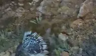 Elazığ yollarında nadir görülen oklu kirpi kameraya yansıdı