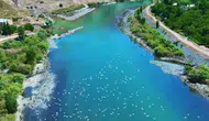 Palu Murat Nehri martıların gökyüzü şovuna sahne oldu