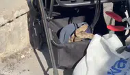 Urfa'da piknik alanında korkutan yılan paniği
