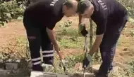 Nusaybinli vatandaşlar kuyudaki yılanı kurtardı