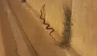 Diyarbakır sokaklarında iki metrelik yılan sürprizi