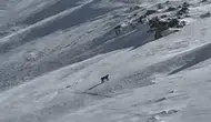 Bitlis’in karlı arazisinde nadir görülen orman hayaleti kameraya yansıdı