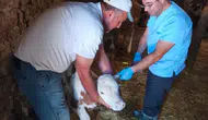 Ağınlı besicilerin hayvanları kayıt altına alınıyor
