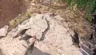 Diyarbakırda hindiler yılanları seyretti