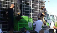 Gercüşlü çiftçiye devletten tavuk ve yem desteği