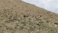 Van semalarında nadir görülen dev akbaba sürüsü