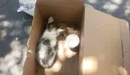 Siirt merkezde reklam panosuna sıkışan kedi AFAD operasyonuyla kurtuldu
