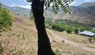 Elazığ’da akasya ağacını eğen dev arı kolonisi