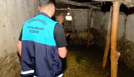 Van'da kuduz paniği Arıtoprak Mahallesi giriş çıkışlara kapatıldı