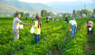 Muş’ta dalından çilek toplama dönemi başladı