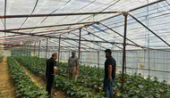 Yüksekovalı çiftçiler yeni ürünler için kolları sıvadı