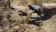 Bismil tarlalarında sulama borusundan çıkan misafirler