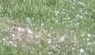 Van'da aniden bastıran dolu tarlaları vurdu