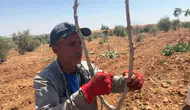 Şanlıurfa bahçelerinde fıstık mesaisi başladı