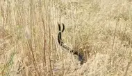 Elazığ kırsalında yılanların nadir görülen çiftleşme anı görüntülendi