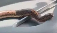 Elazığlı çiftçiden sıra dışı arkadaşlık