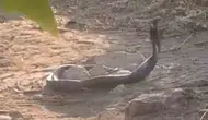 Siirt Baykan yolunda yılanların dansı kameraya yansıdı