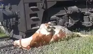 Elazığ’da tren kazasında yaralanan ineği kurtarmak için saniyelerle yarıştılar