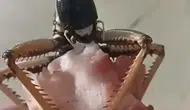 Elazığlı vatandaşın beslediği dev çekirge şaşırttı