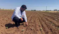 Şanlıurfa çiftçisinin pamuk tarlalarında büyük böcek alarmı