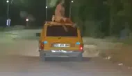 Elazığ’da otomobilin tavanında korkutan yolculuk