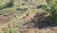 Elazığ’da yaban hayatının nadir görüntüleri kayıt altına alındı
