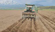Bitlis Aydınlar beldesinde fasulye mesaisi başladı