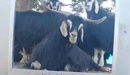 Elazığlı fenomen çobanın yeni partneri keçi oldu