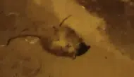 Batman sokaklarında gece yarısı farelerin dövüşü