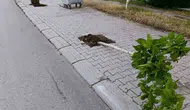 Patnos’ta yeşile darbe 15 fidanı kırdılar