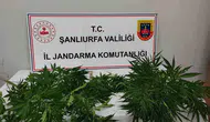 Hilvan ve Halfeti’de uyuşturucu operasyonu