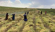 Şanlıurfa tarlalarında mercimek mesaisi başladı
